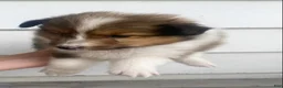 Shetland Sheepdog dogs for sale: Leif  - Ad 24