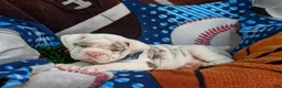 English Bulldog dogs for sale: Dunmore - Ad 7