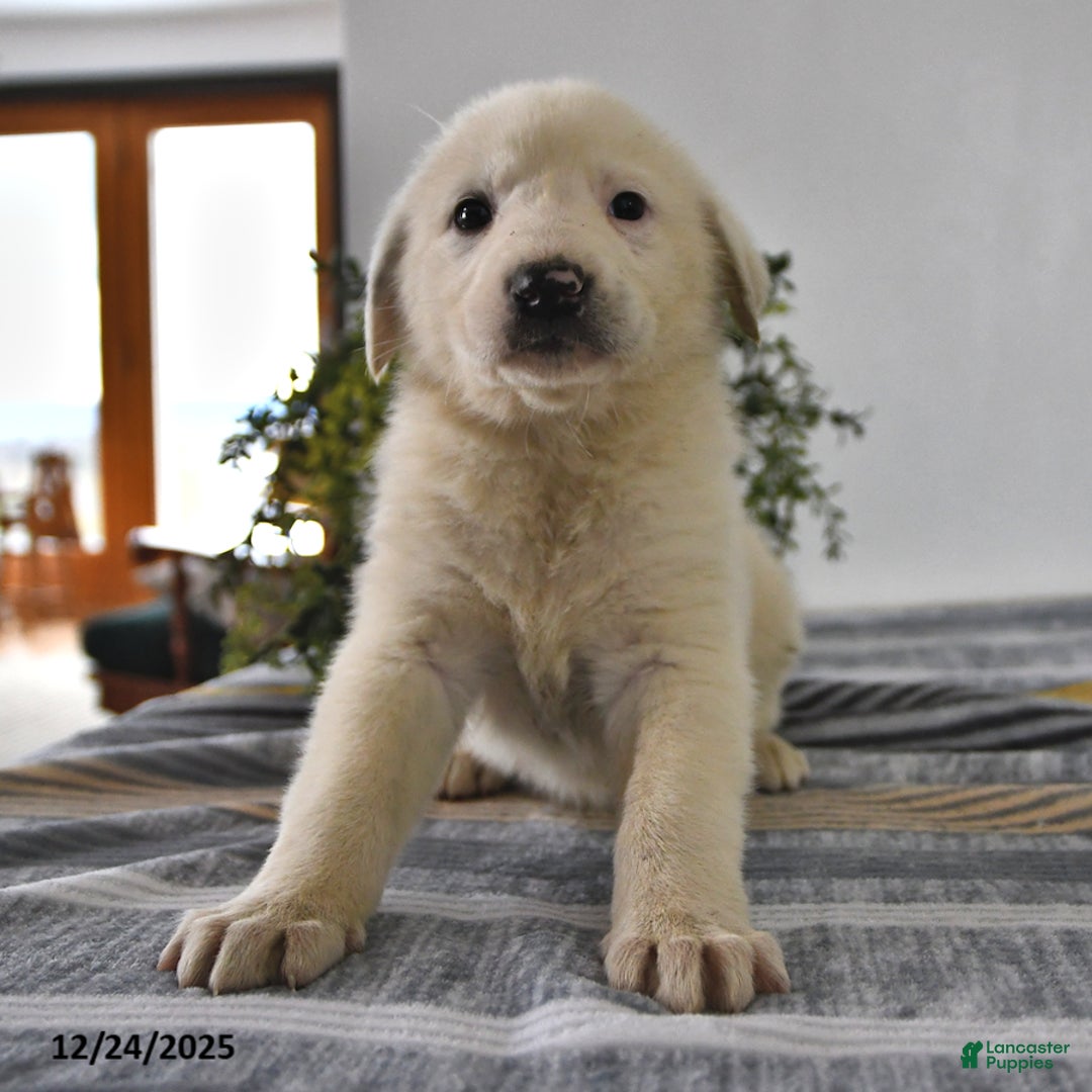 Mixed Breed dogs for sale: Peanut  - Ad 3