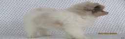Pomeranian dogs for sale: Jordan - Ad 5