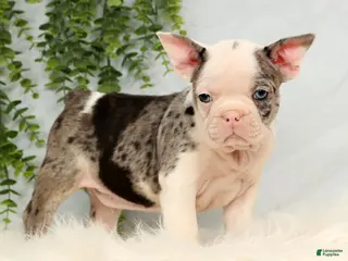 Frenchton dogs Clint - Ad 8
