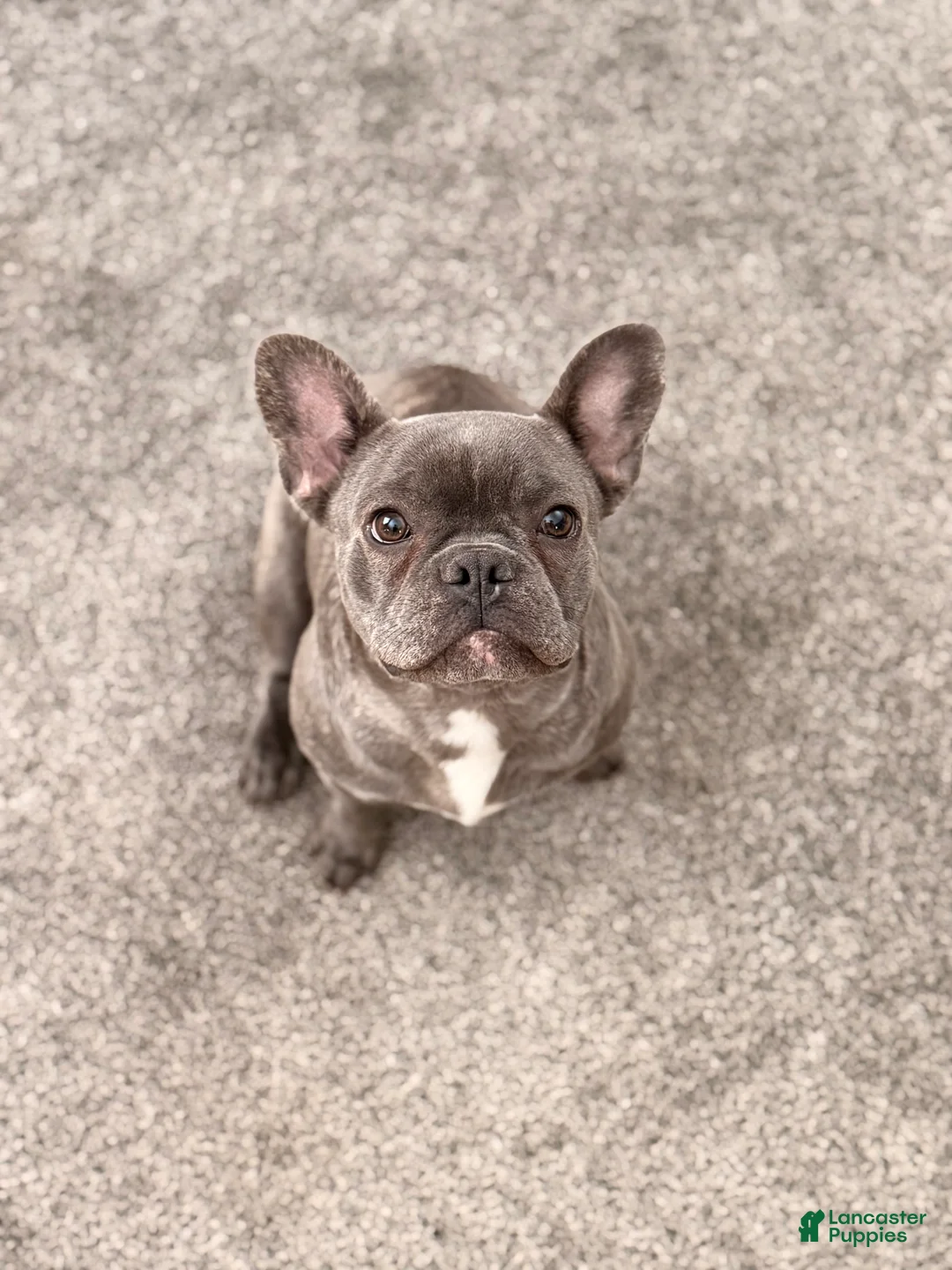 French Bulldog dogs for sale: French Bulldog Puppy 1 - Ad 2