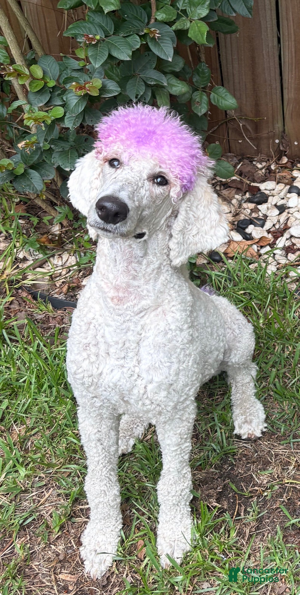 Standard Poodle dogs Standard Poodle  - Ad 6