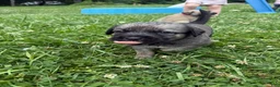 Mixed Breed dogs for sale: Rocky - Ad 10