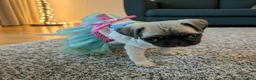 Pug dogs for sale: Pug 1 - Ad 1
