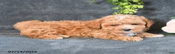 Maltipoo dogs for sale: Isaiah - Ad 3