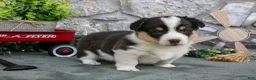 Welsh Corgi Pembroke dogs for sale: Oscar - Ad 2