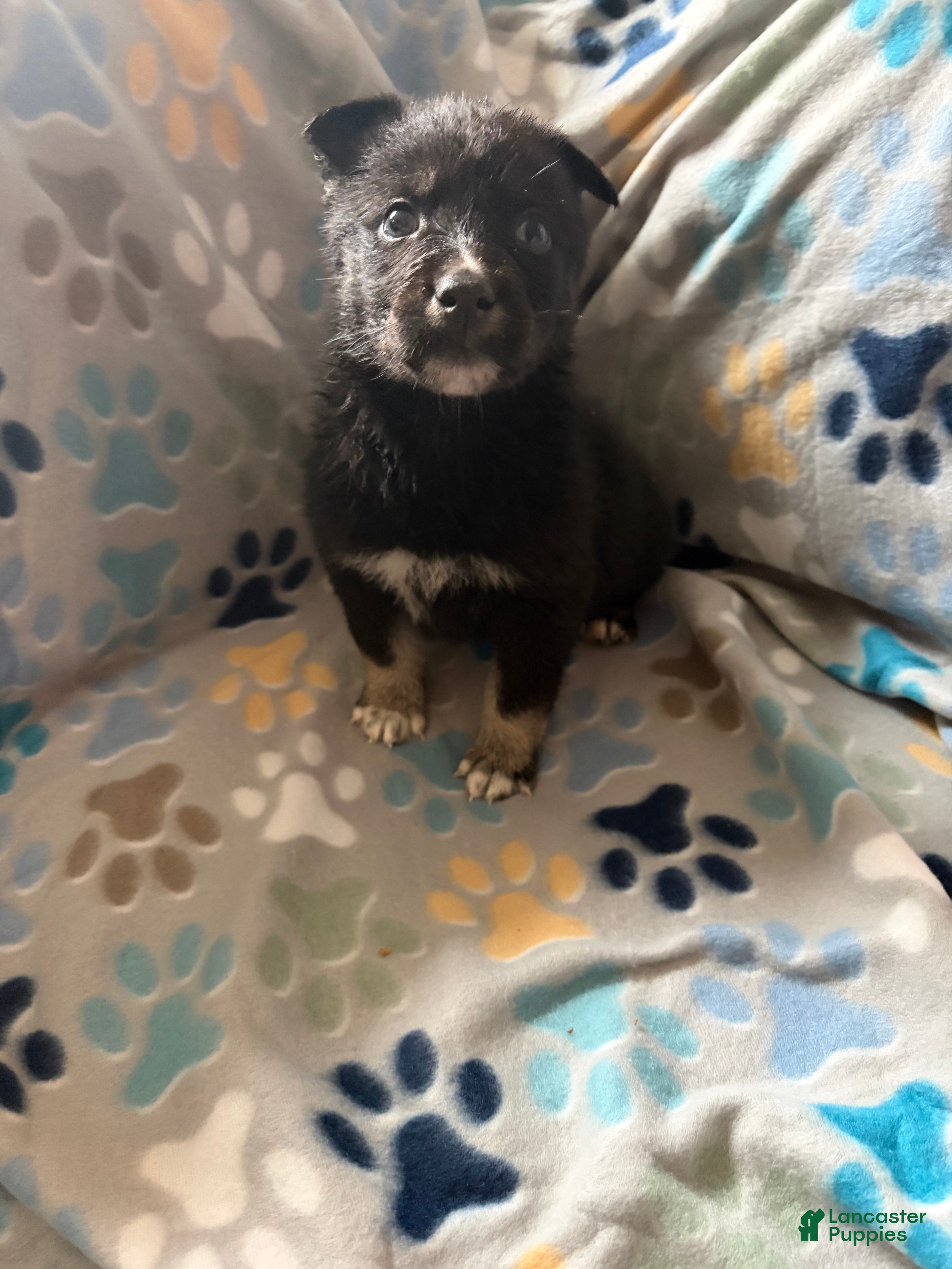 Gerberian Shepsky dogs Dyna - Ad 19