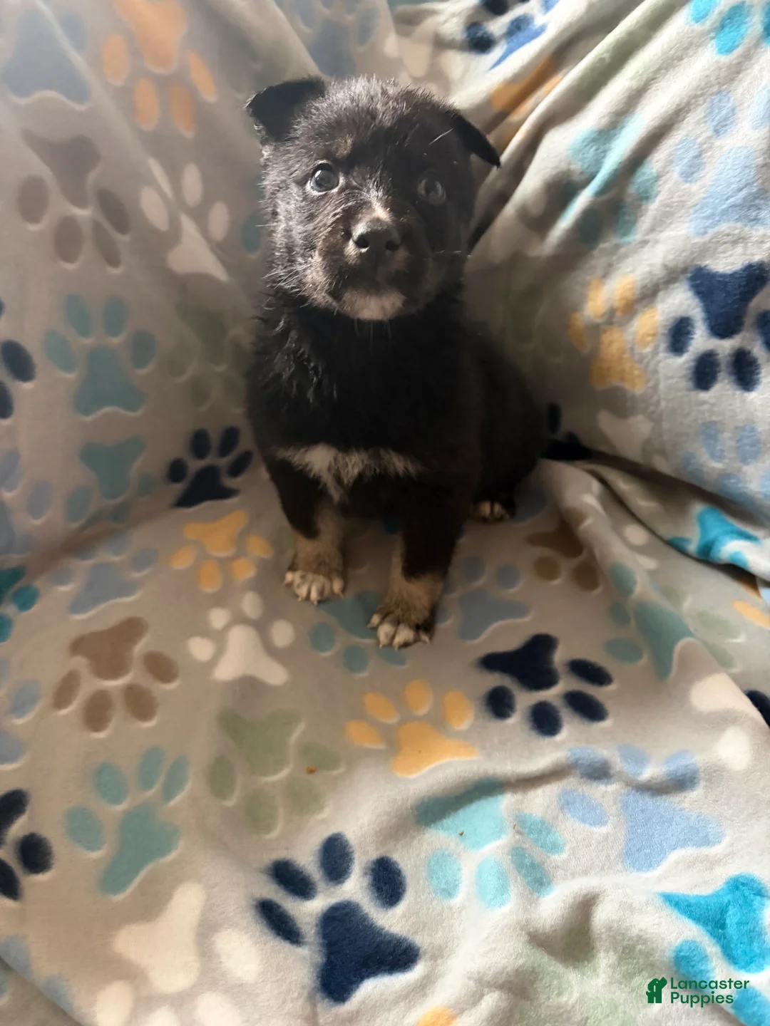 Gerberian Shepsky dogs for sale: Dyna - Ad 1