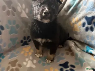 Gerberian Shepsky dogs Dyna - Ad 19