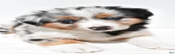 Miniature Australian Shepherd dogs for sale: Stella - Ad 3