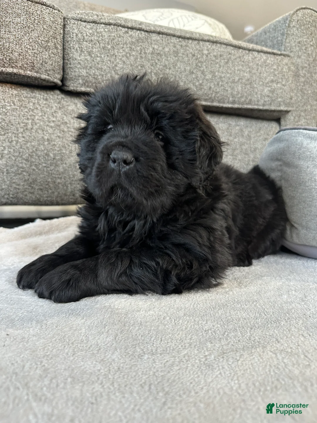 Newfoundland dogs for sale: “ Margo”  - Ad 9