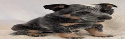 Australian Cattle Dog dogs for sale: Boomer  - Ad 6