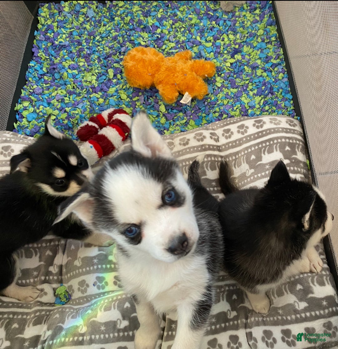 Pomsky dogs for sale: Bree  - Ad 3