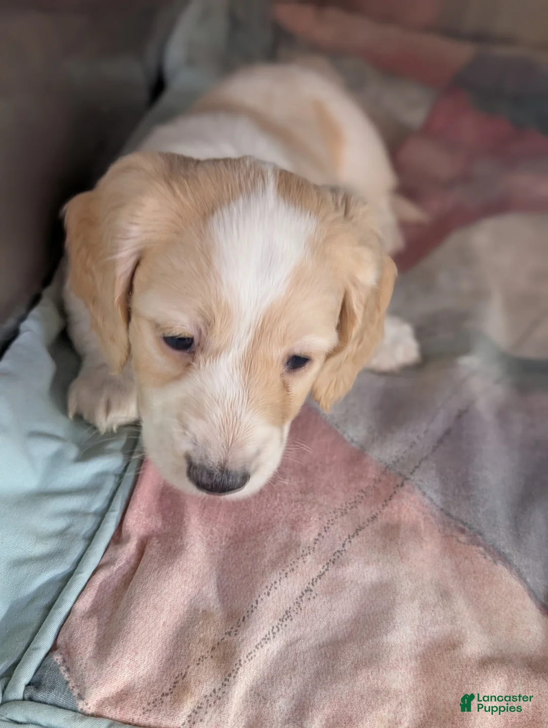 Miniature Dachshund dogs for sale: Miniature Dachshund Puppy 1 - Ad 3