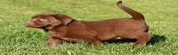 Labrador Retriever dogs for sale: Mira - Ad 6