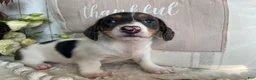 Miniature Dachshund dogs for sale: Layne - Ad 3