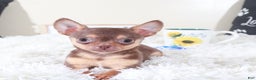 Chihuahua dogs for sale: Chihuahua Puppy Bodhi - Ad 3