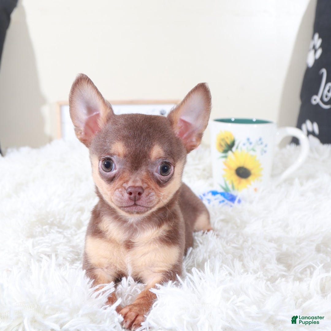 Chihuahua dogs for sale: Chihuahua Puppy Bodhi - Ad 3