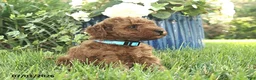 Miniature Poodle dogs for sale: Remington - Ad 3