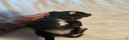Chihuahua dogs for sale: Jill - Ad 6