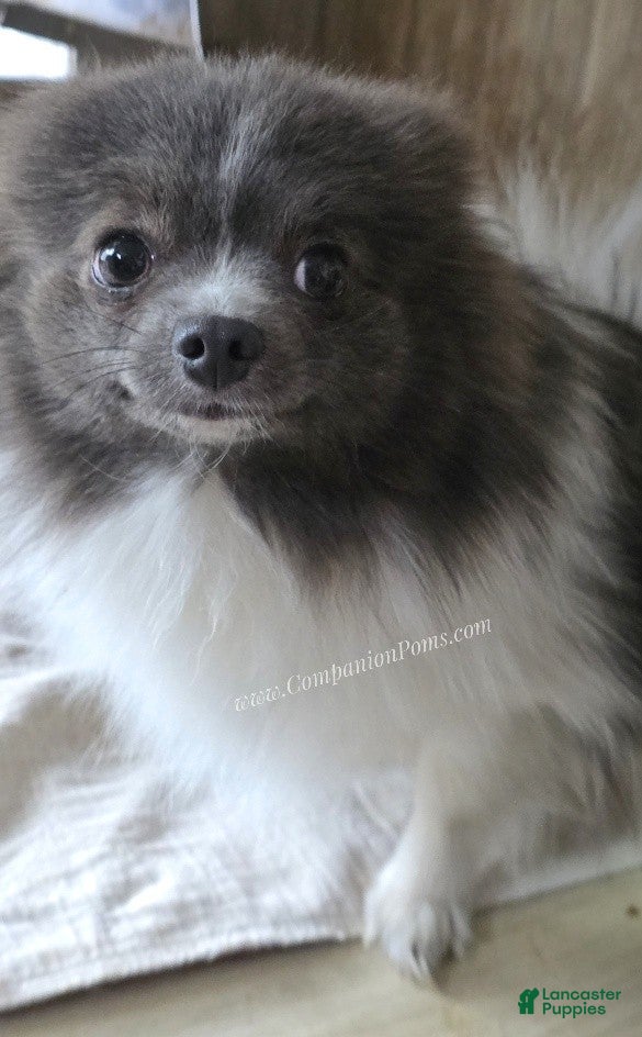 Pomeranian dogs Paris - Blue and White (parti) -Young Adult AKC full no reg option - Ad 15