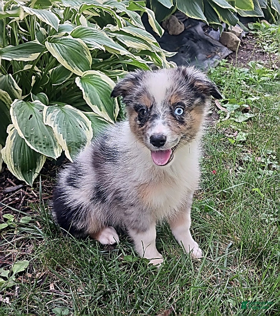 Gallery Image {{count}}