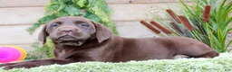 Labrador Retriever dogs for sale: Lula - Ad 4