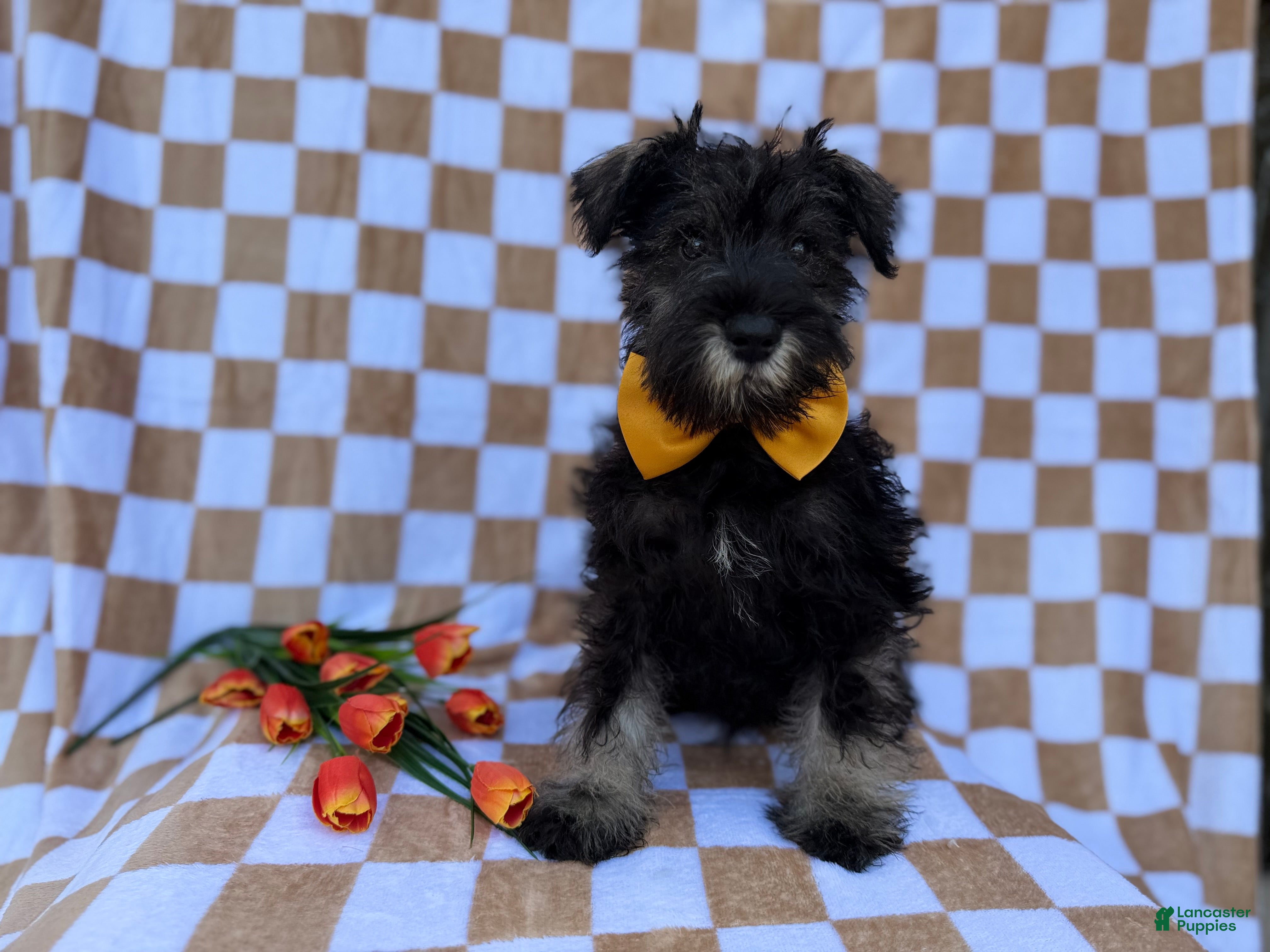 Miniature Schnauzer dogs Jasper - Ad 3
