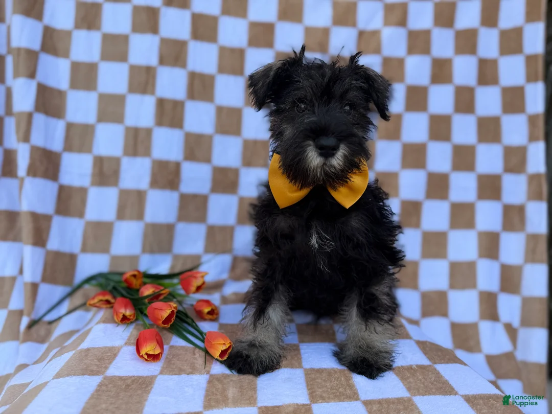 Miniature Schnauzer dogs for sale: Jasper - Ad 1