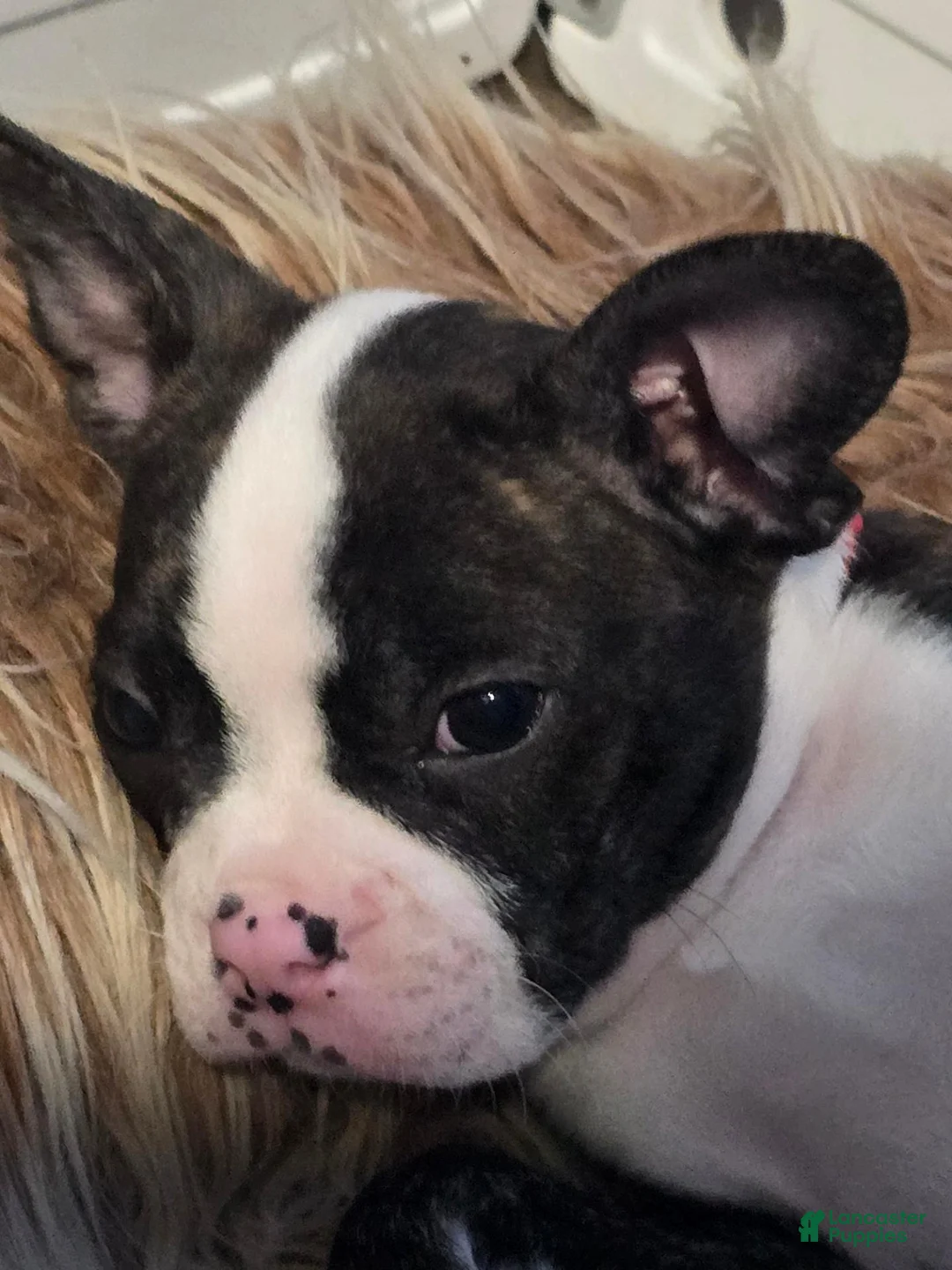 Mixed Breed dogs for sale: Frenchton male #4 - Ad 2