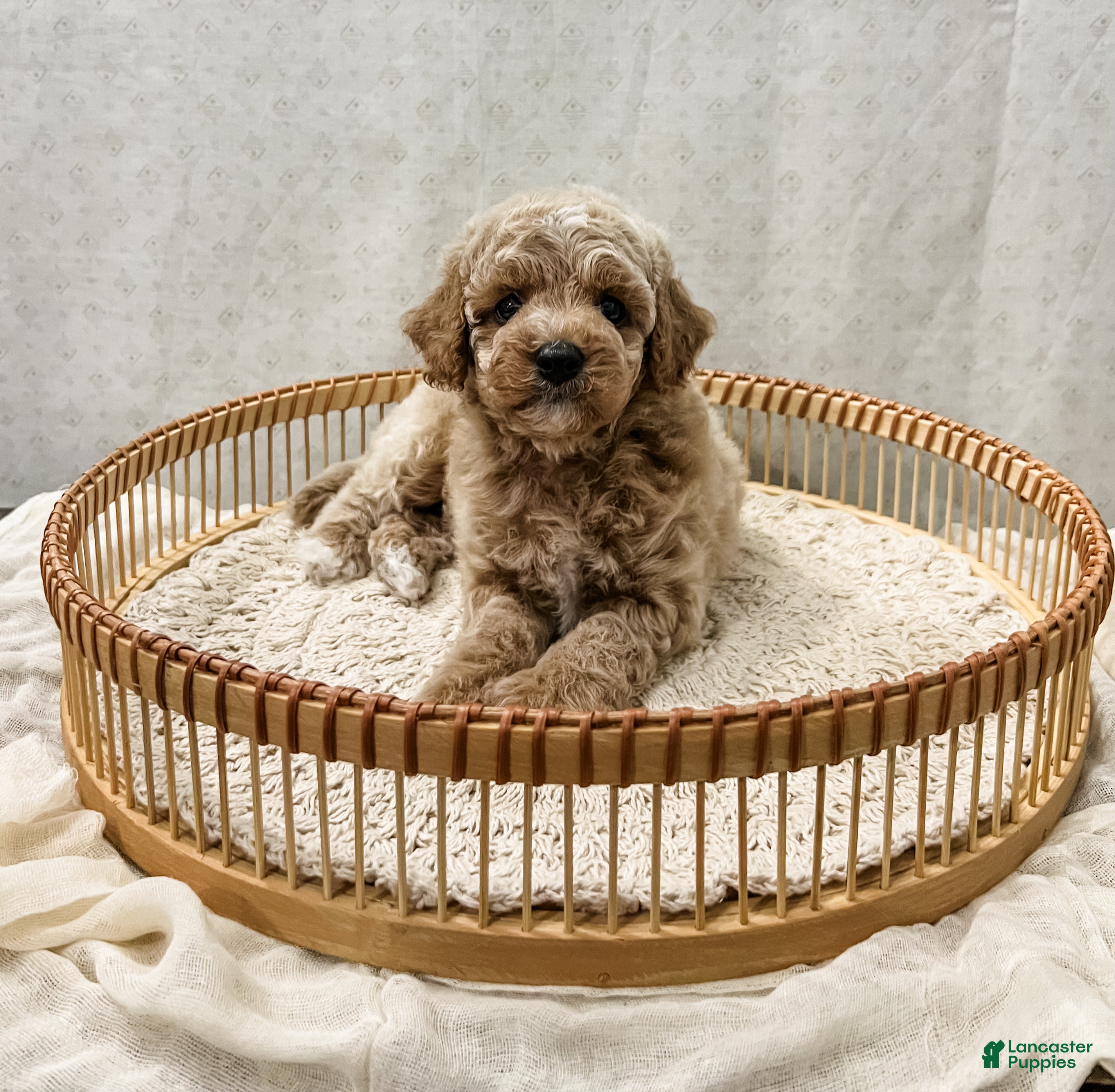 Cavapoo dogs Scottie - Ad 1