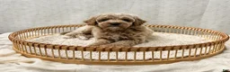 Cavapoo dogs for sale: Scottie - Ad 1