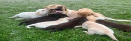 Labrador Retriever dogs for sale: Pumpkin - Ad 8
