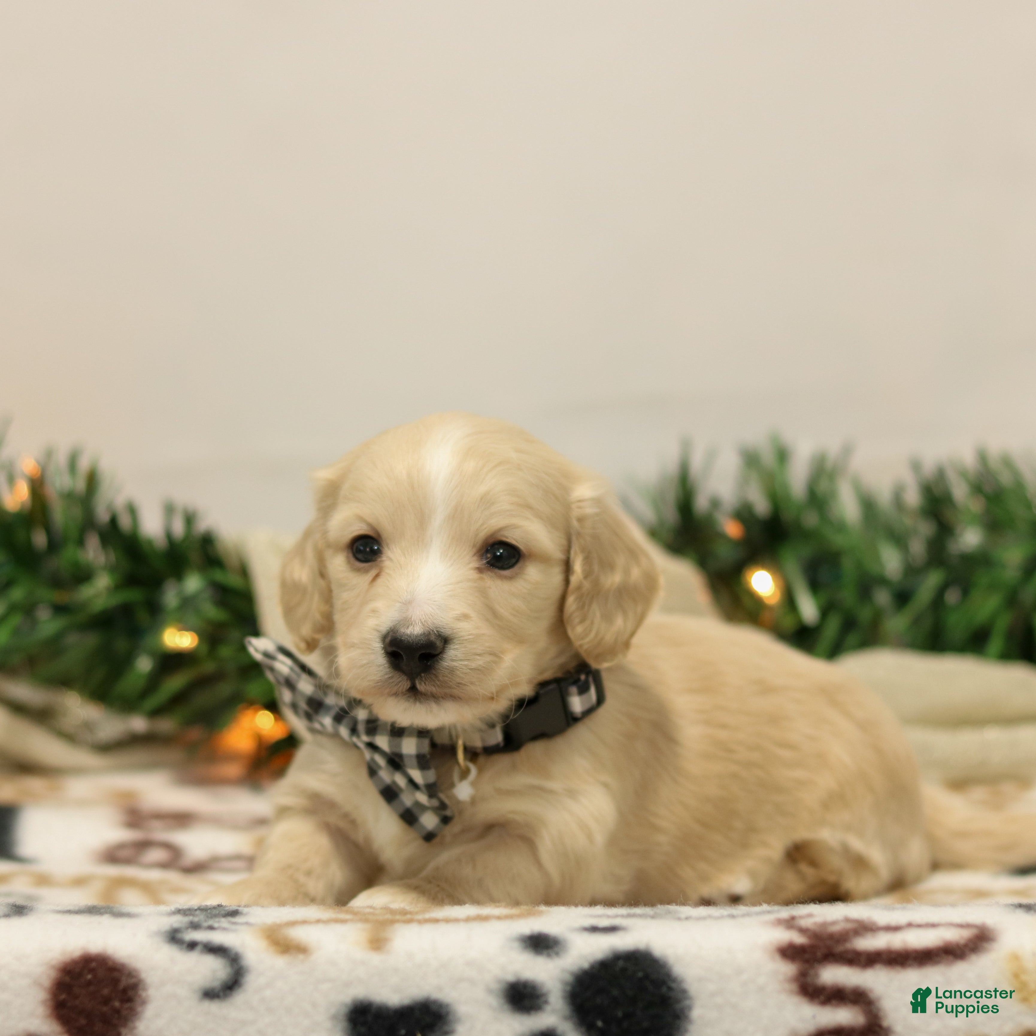 Miniature Dachshund dogs Nixon - Ad 30