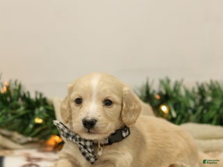 Miniature Dachshund dogs for sale: Nixon - Ad 4