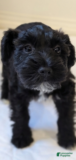 Miniature Schnauzer dogs Panther - M - Ad 1