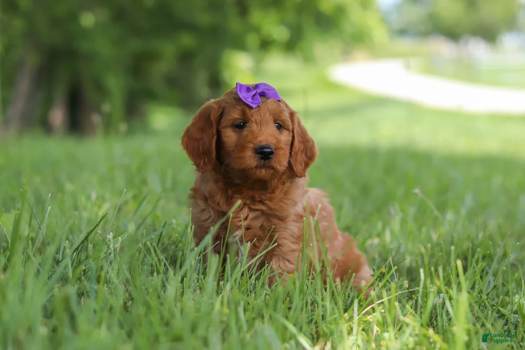Mini Goldendoodle dogs for sale: Betsy - Ad 2