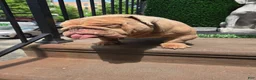 English Bulldog dogs for stud: OPEN FOR STUD - Ad 45