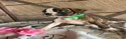 Boxer dogs for sale: Otis - Ad 3