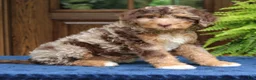 Mini Bernedoodle dogs for sale: Rosie  - Ad 3