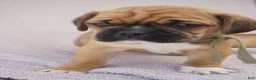 Puggle dogs for sale: Aker - Ad 4