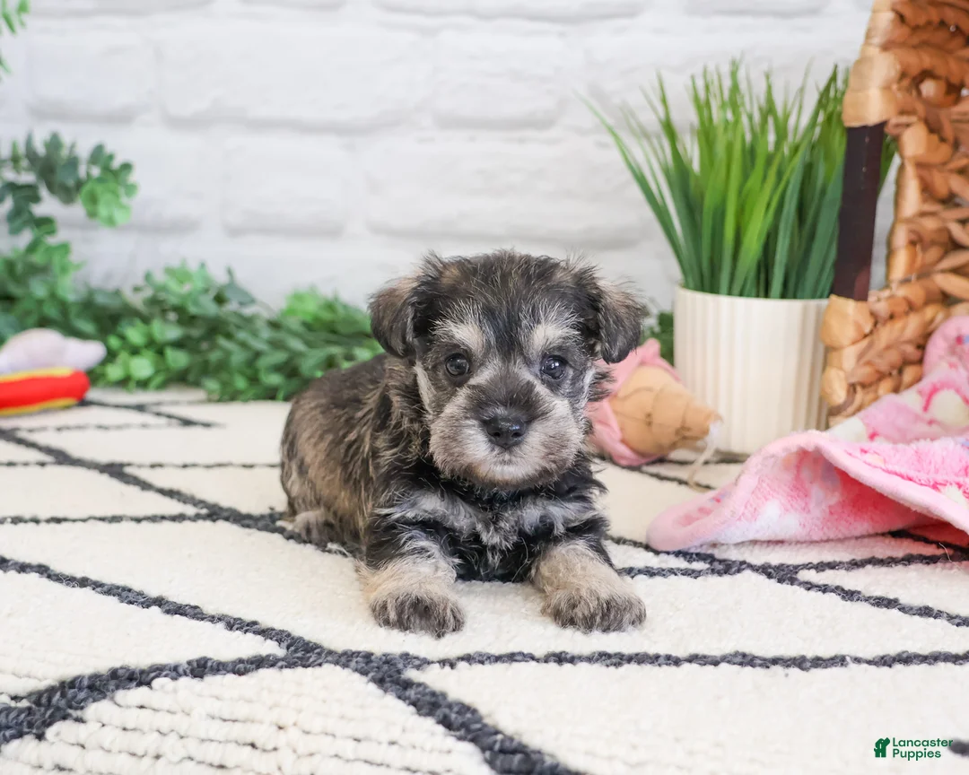 Miniature Schnauzer dogs for sale: Ava  - Ad 2