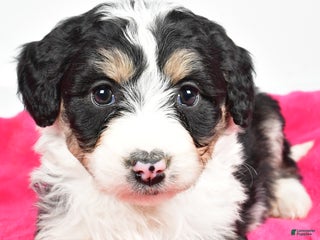 Bernedoodle dogs - Ad 8