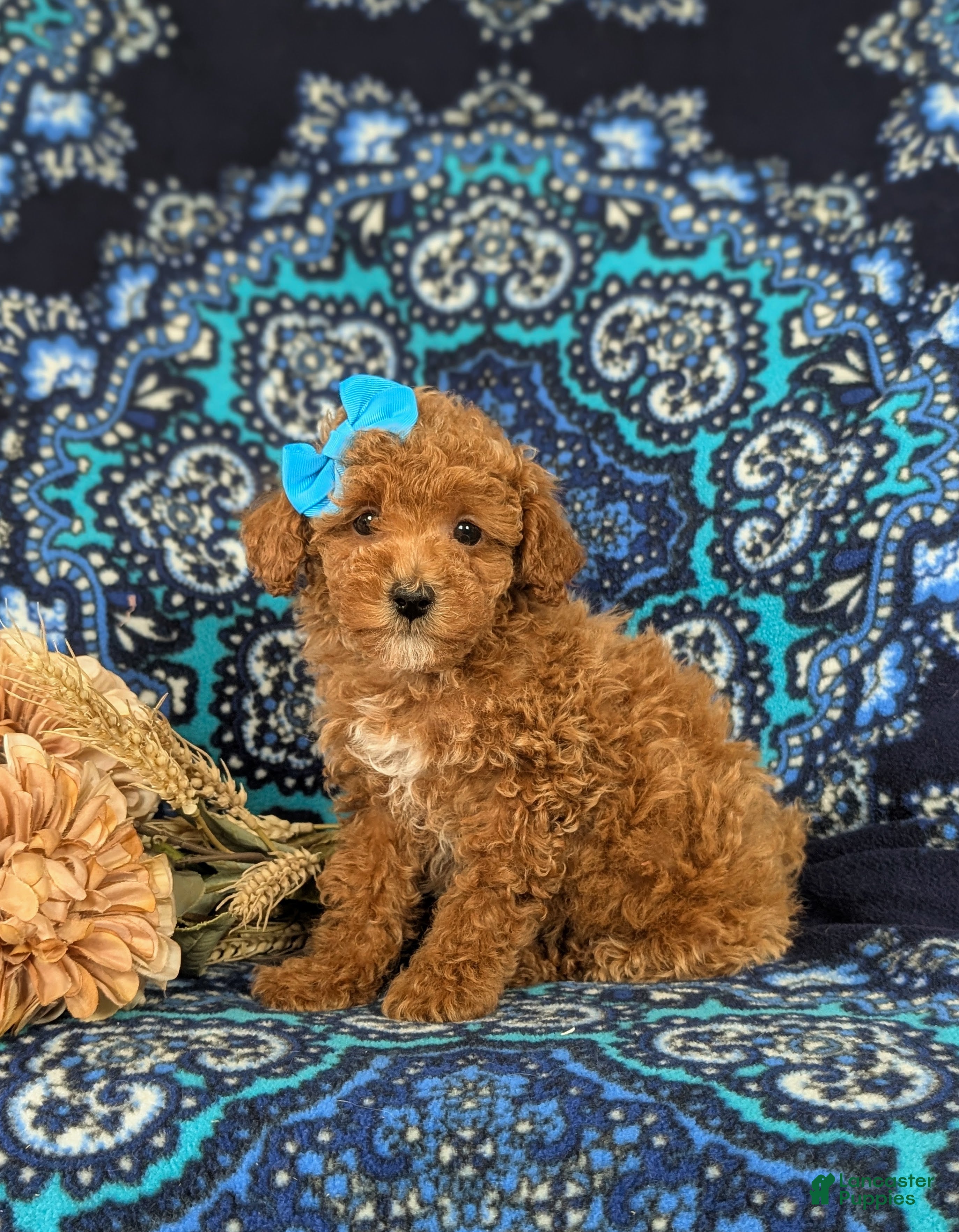 Maltipoo dogs Emma - Ad 25