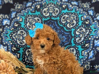 Maltipoo dogs Emma - Ad 42