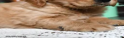 Golden Retriever dogs for sale: Candy - Ad 5