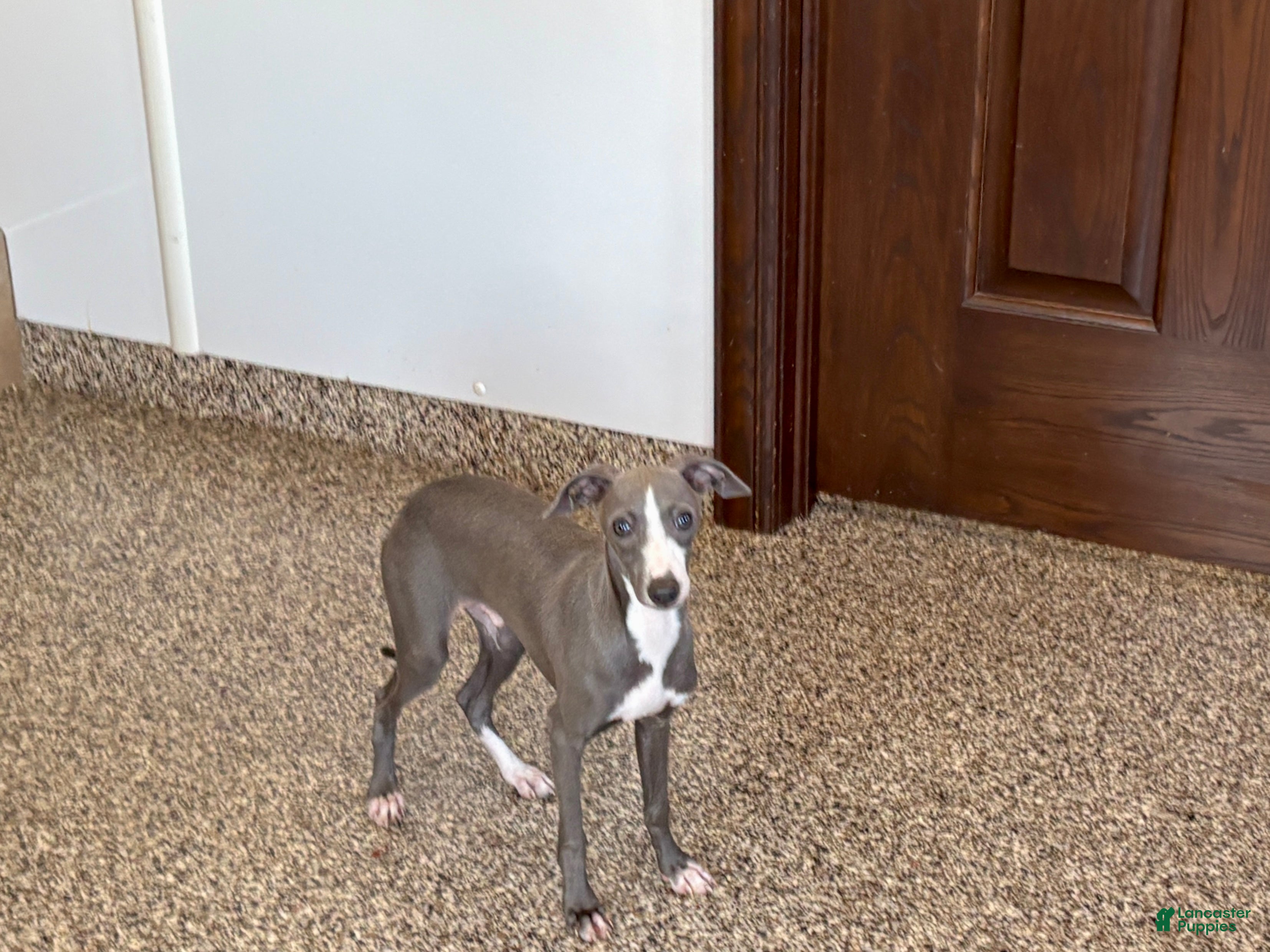 Italian Greyhound dogs for sale: Larry - Ad 1