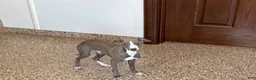 Italian Greyhound dogs for sale: Larry - Ad 1