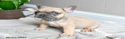 French Bulldog dogs for sale: Layla - Ad 3